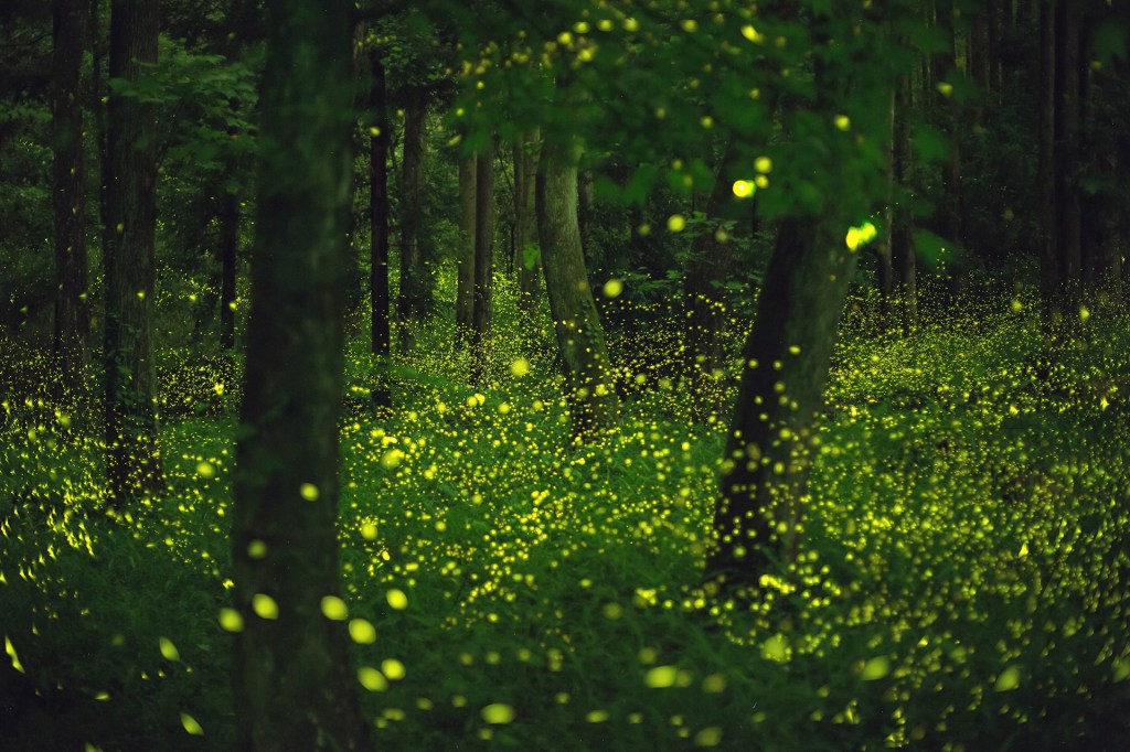 fireflies glitter in a forest.