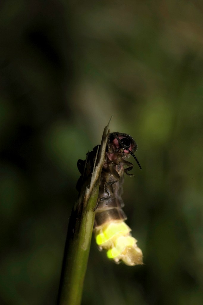 glowworms