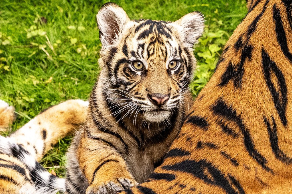 A tiger cub presses against its mother while sitting on green grass.