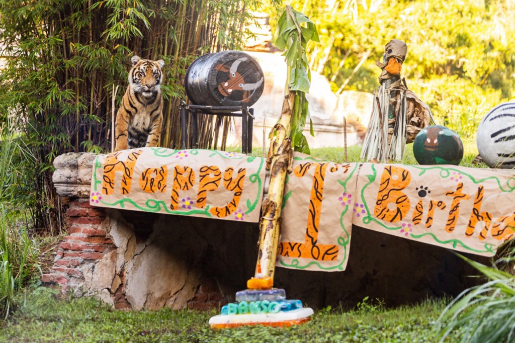 A tiger sits near a decorated birthday banner and painted enrichment toys in an outdoor enclosure.